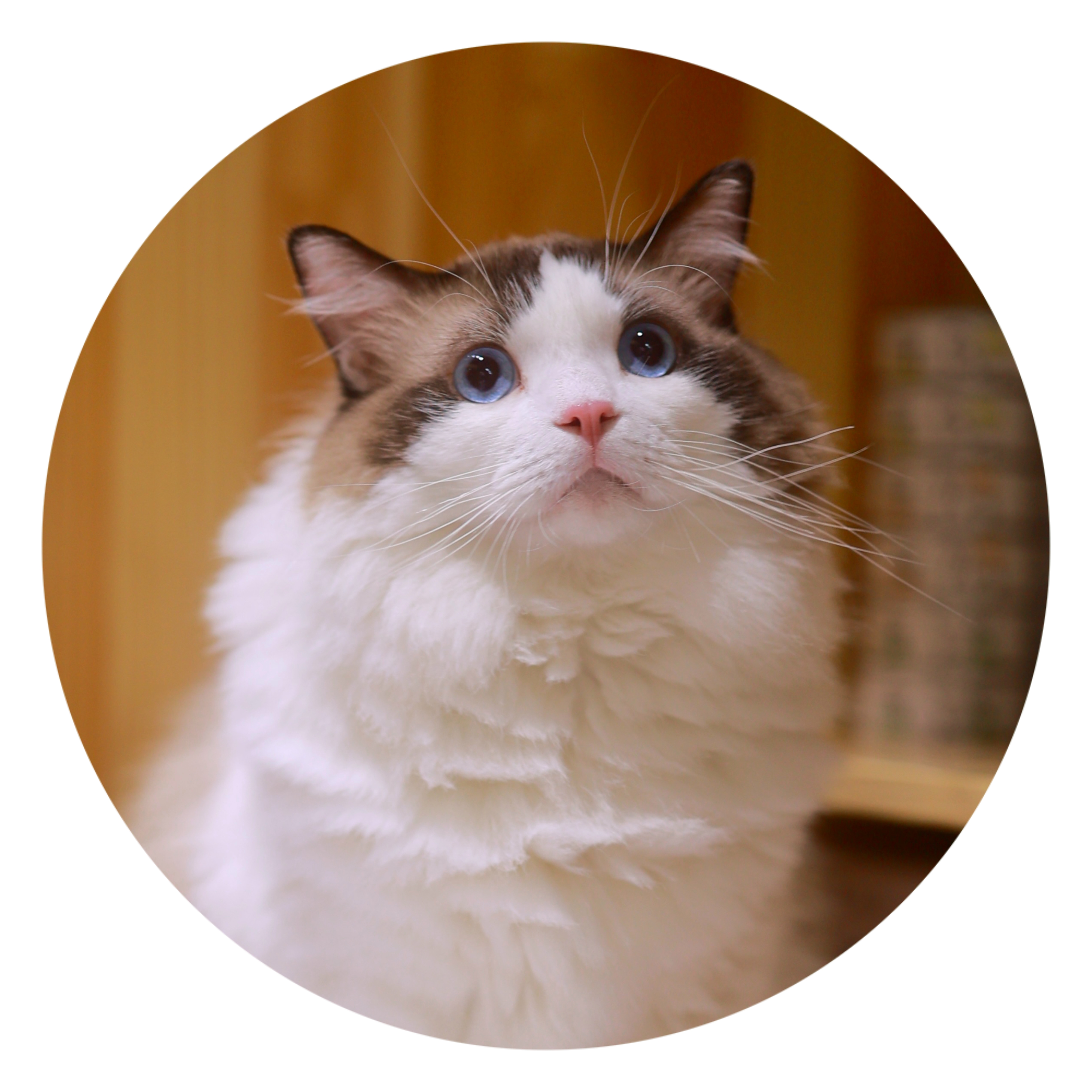 【猫不理周边】（猫-紫檀）吧唧 胸章 徽章