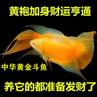 中国斗鱼观赏鱼黄金招财鱼冷水好养耐活懒人鱼苗淡水玄黄国斗金鱼