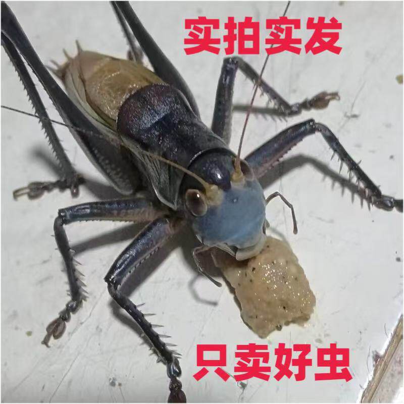 铁皮蝈蝈活体昆虫宠物爬虫鸣虫大蟋蟀/蝈蝈