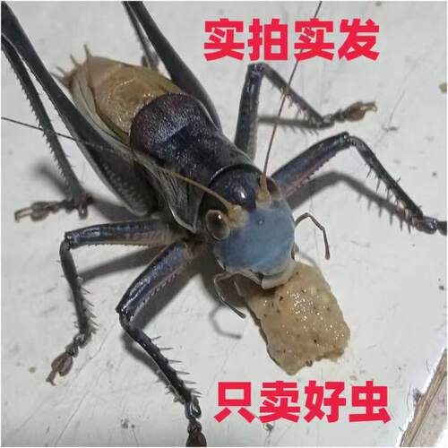 铁皮蝈蝈活体昆虫宠物爬虫鸣虫大肚蝈蝈天津人工大号新脱黑蝈蝈