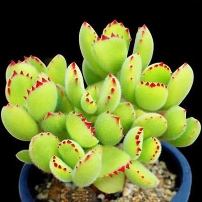 超萌熊童子多头老桩创意盆栽肉肉