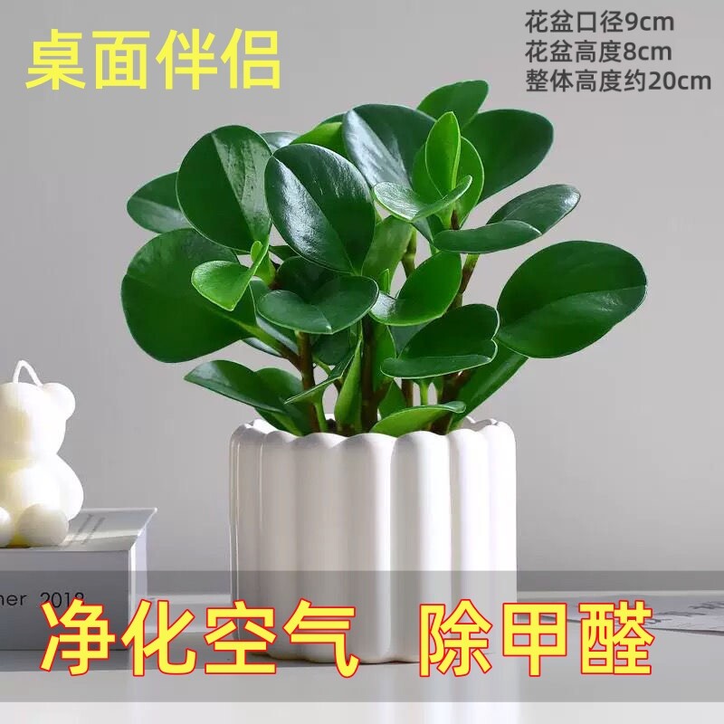 除甲醛净化空气碧玉绿植豆瓣花卉盆栽植物室内桌面办公室四季常青
