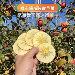 【精选苹果】云南昭通丑苹果富士晚熟王者福布瑞斯苹果糖溏心纯甜