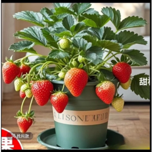 带盆带土奶油草莓苗盆栽种籽子红颜四季结果可食用阳台种植新秧苗