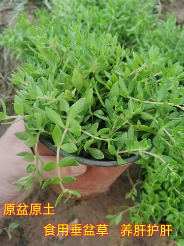 正宗垂盆草中药材盆栽食用养肝护肝植物常青吊兰耐寒阳台驱蚊