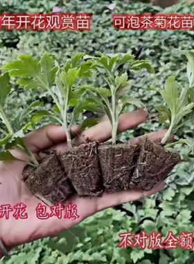 大菊花苗9.8元10棵开花食用菊花盆栽室内外阳台庭院四季观花植物