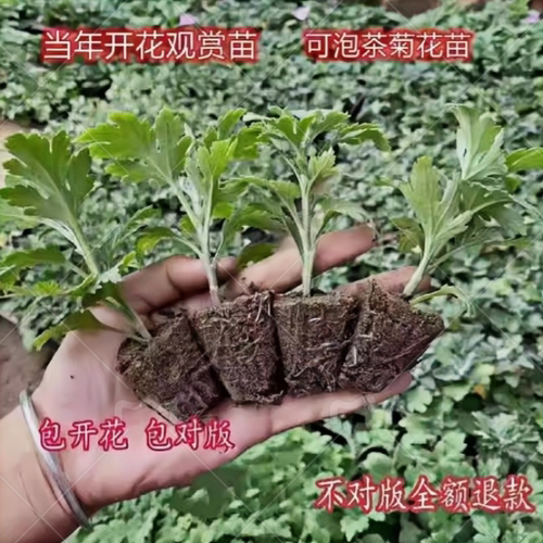 大菊花苗9.8元10棵开花食用菊花盆栽室内外阳台庭院四季观花植物