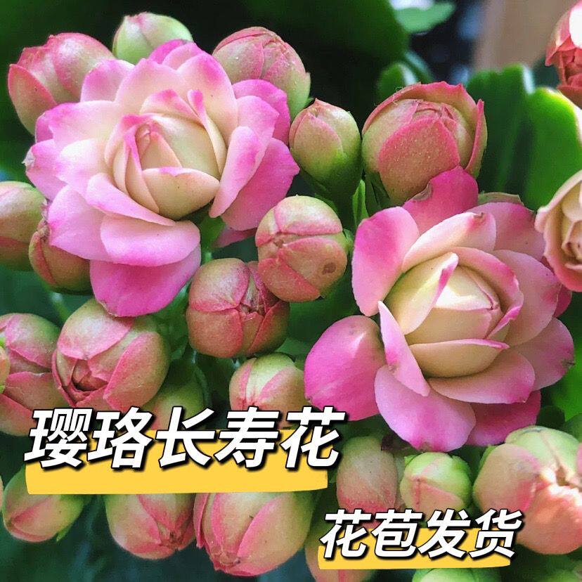 大花璎珞长寿花悉尼粉色金狐狸绿