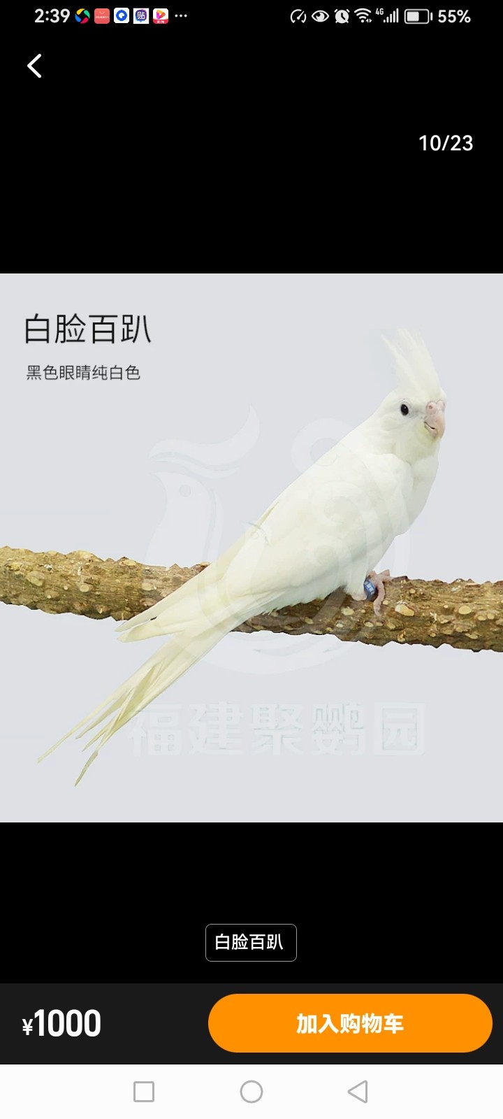 宠物温顺机灵活体亲人小萌手养鸟中小型白脸百趴玄凤观赏鸟包邮