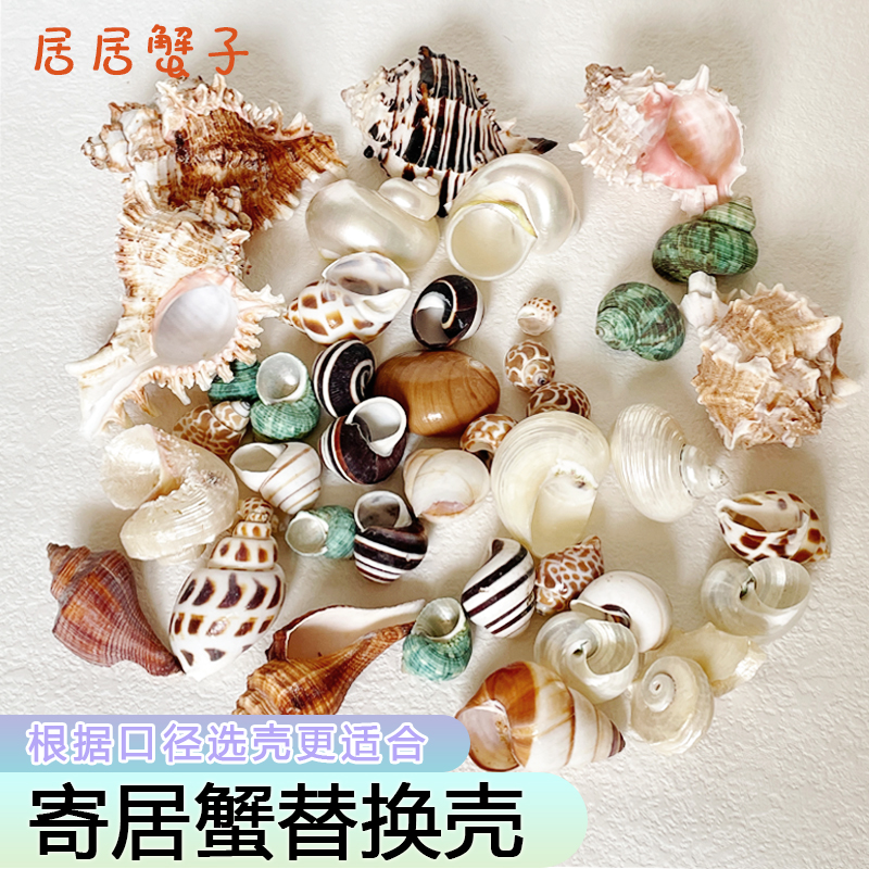 寄居蟹替换壳海螺壳千手螺青螺月光螺天然鱼缸造景diy替换专用