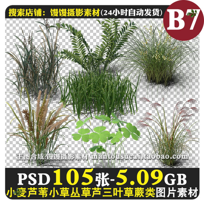 小麦芦苇杂草芦三叶草小草丛草蕨类羊茅植物图片免抠图psd素材