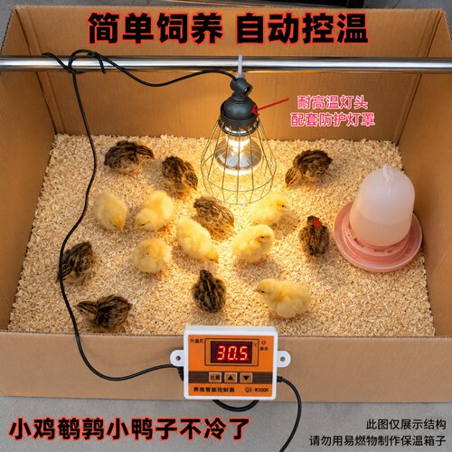 雏鸟宠物自动控制温度保温箱
