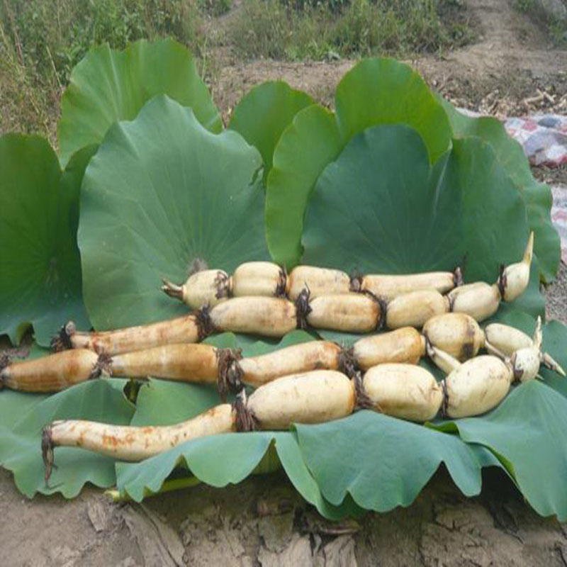 莲藕粉莲藕煲汤香浓排骨汤专用安徽安庆特产新鲜现挖即食莲藕