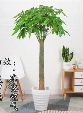 发财树盆栽大客厅绿植大型植物盆栽绿植开业乔迁送礼大盆栽尚
