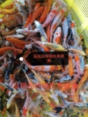 随机品种锦鲤不挑颜色不挑品相不挑健康度不挑活度 包邮 包活好养活