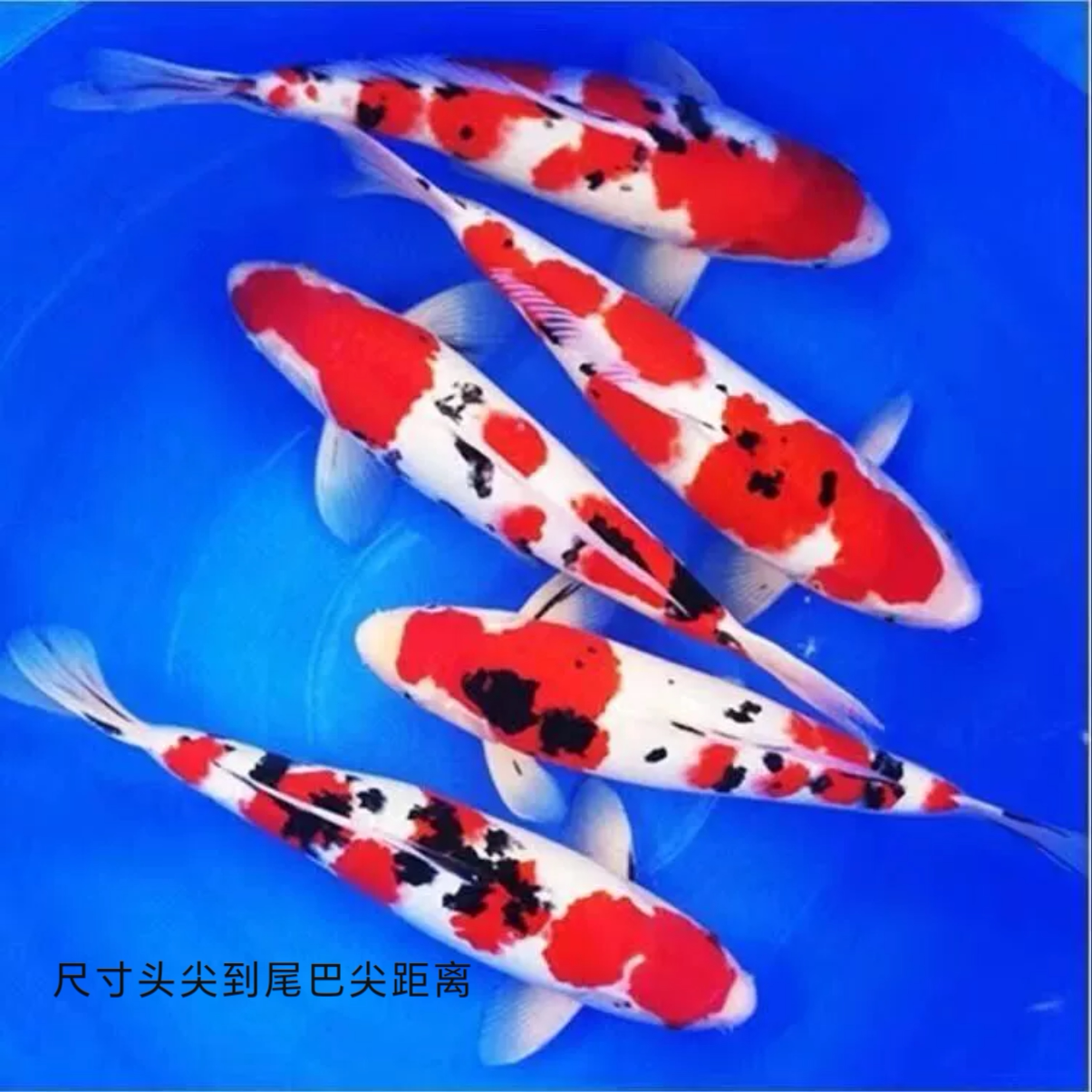 四条一组纯种日系大正三色锦鲤鱼鱼苗大型鱼活体包邮包活观赏好养