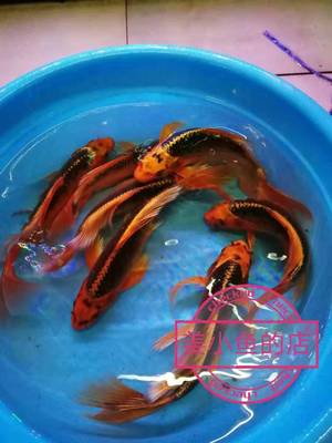 红松大部分地区包邮观赏鱼锦鲤