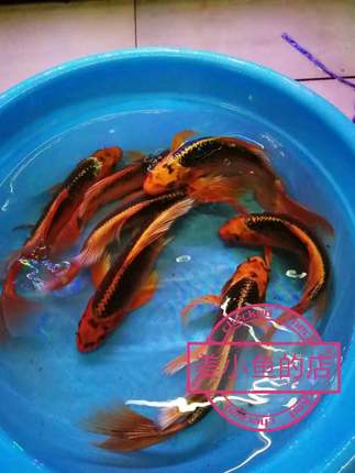 纯种火凤凰红松叶龙凤锦鲤鱼活体鱼苗包邮冷水长尾观赏鱼喂食群游