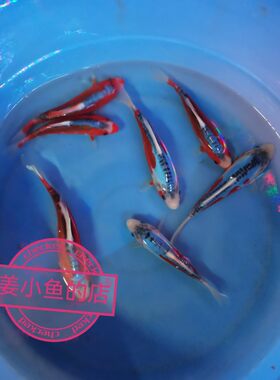 纯种德系秋翠锦鲤活体鱼苗大部分地区满19元包邮淡水冷水观赏鱼