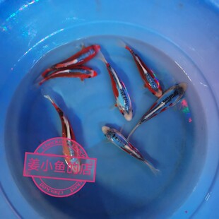 纯种德系秋翠锦鲤活体鱼苗大部分地区满19元 淡水冷水观赏鱼 包邮