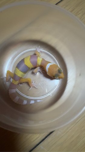 豹纹守网红宠物入门爬宠活体温顺