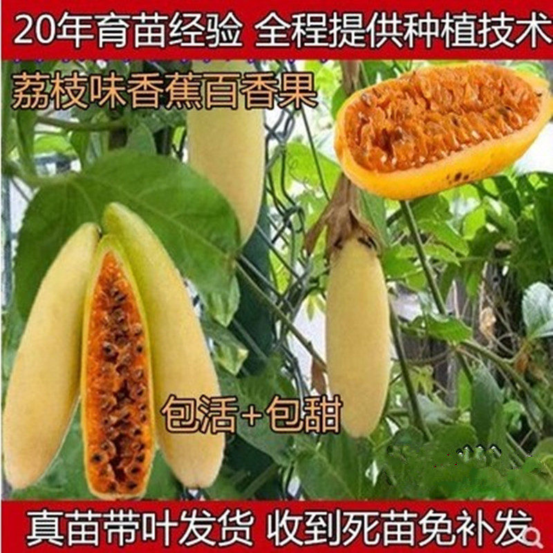 甜蜜蜜红肉四季百香果苗