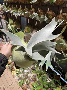 安爪鹿角蕨爪哇挂墙高级感室内散射光板植银鹿懒人网红懒人植物