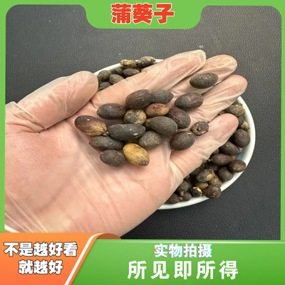 蒲葵子中药材店铺中草药