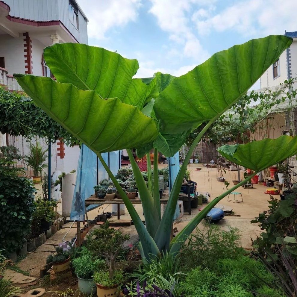 新款大型象耳芋正品霸王芋大叶绿植盆栽野芋室内庭院叶老桩客厅