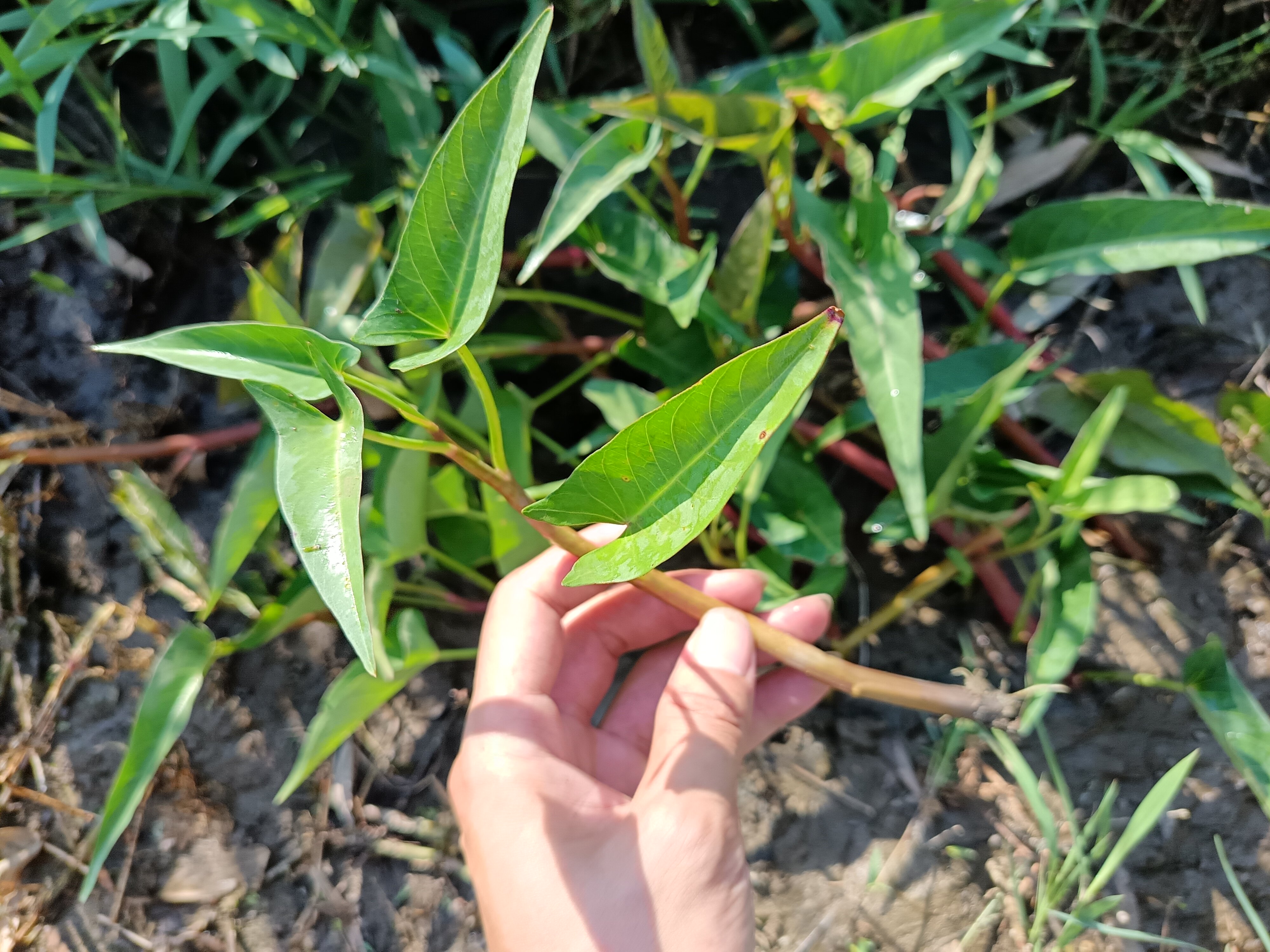 广东潮汕蕹菜农家菜种藤蕹菜爬藤紫色杆空心菜种牵藤老桩爬藤菜