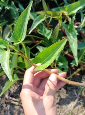 广东潮汕蕹菜农家菜种藤蕹菜爬藤紫色杆空心菜种牵藤老桩爬藤菜