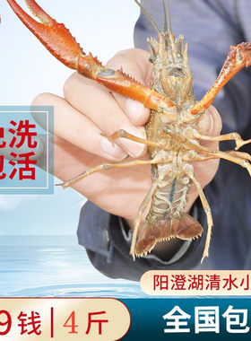清水小龙虾鲜活活虾新鲜水产包邮