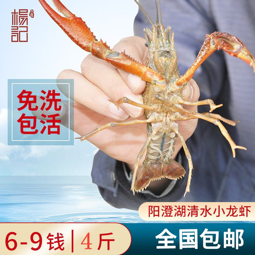 清水小龙虾鲜活活虾新鲜水产包邮