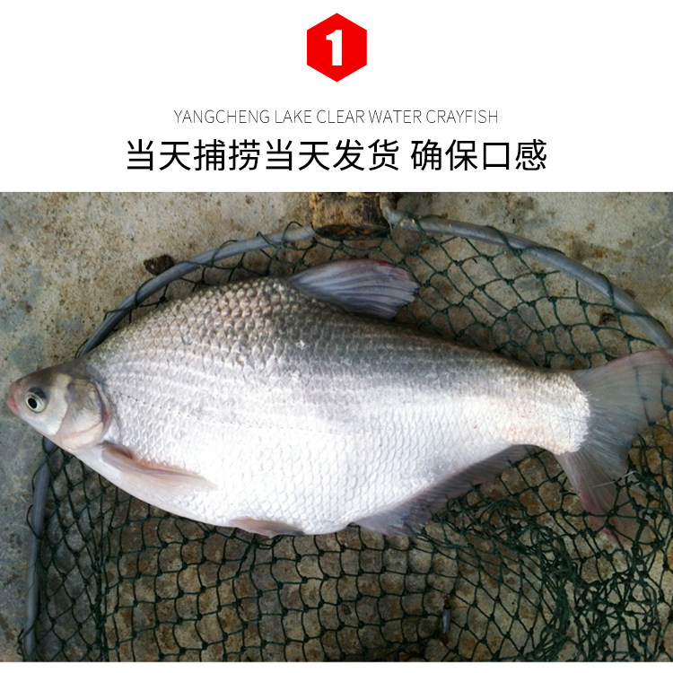 阳澄湖大鳊鱼武昌鱼新鲜淡水水产鲜活现杀非冰冻