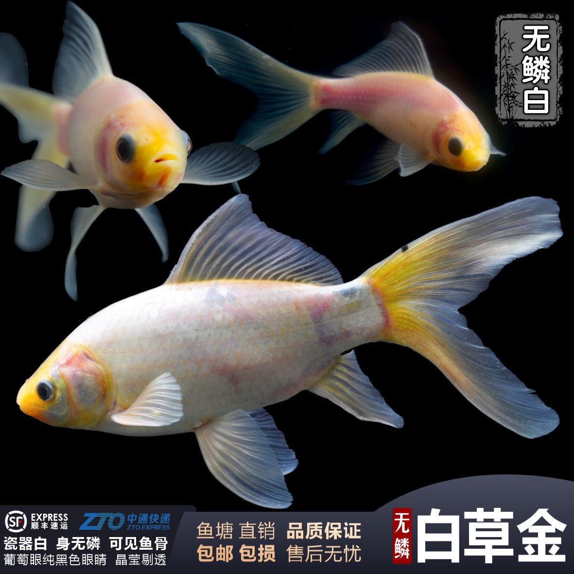 凤尾无鳞活体金鱼白草金观赏鱼