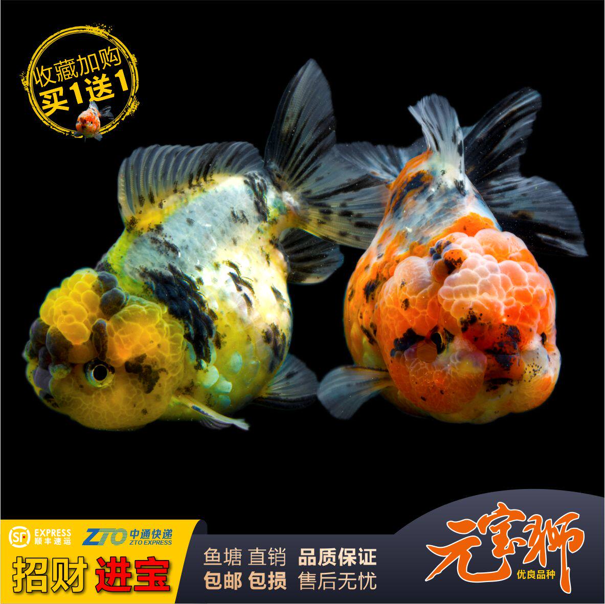 元宝狮金鱼泰狮花狮娃娃脸狮子头