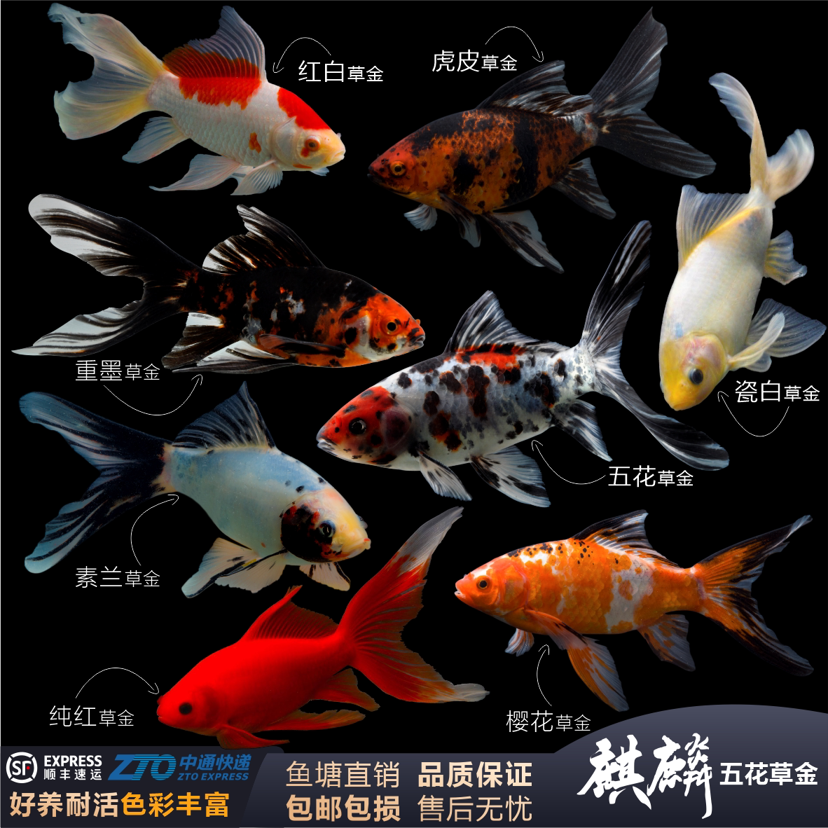 五花草金软鳞冷水鱼不打氧练手闯缸锦鲫锦鲤草金麒麟短尾草金淡水