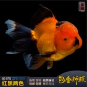 观赏鱼金鱼将军泰狮国狮鹤顶红元 宝狮龙睛大头金鱼冷水淡水鱼缸养