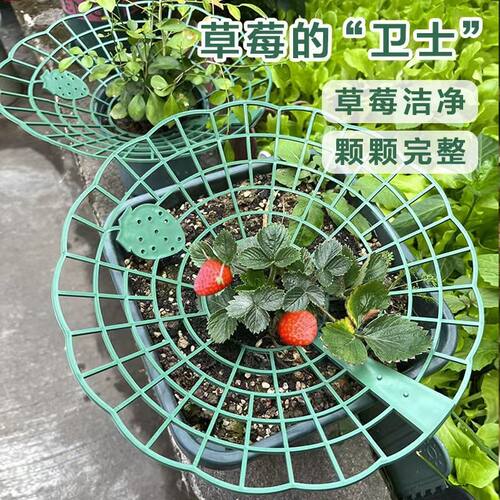 草莓支架草莓种植立体架托盘果实支撑架田园果实防烂绿植支撑架