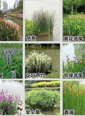 水生湿地池塘净化植物美观四季