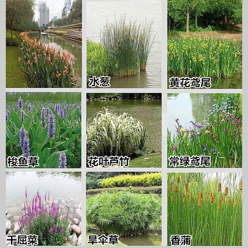 水生湿地池塘净化植物美观四季