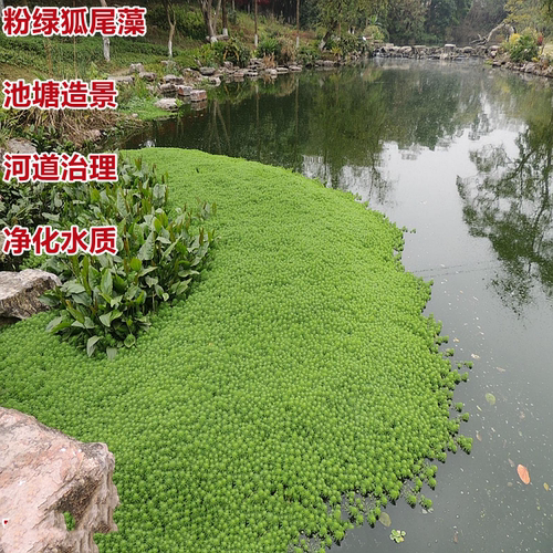水生花卉虎尾藻漂浮水面春季净化