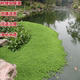 狐尾草 水培水草植物 浮萍 狐尾藻 水芙蓉 水葫芦 净化水质 饲料