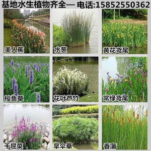 水生湿地池塘净化植物美观四季