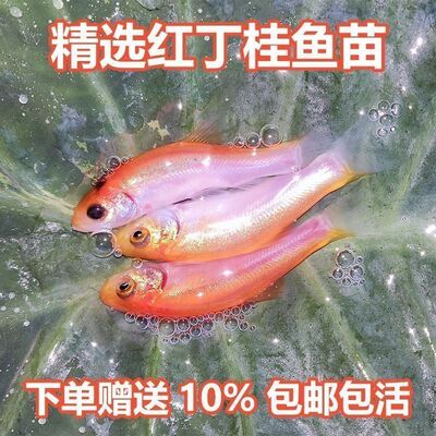 红丁桂鱼苗变异丁桂鱼苗淡水养殖食用欧洲大丁鱥鱼须鱼岁丁穗鱼