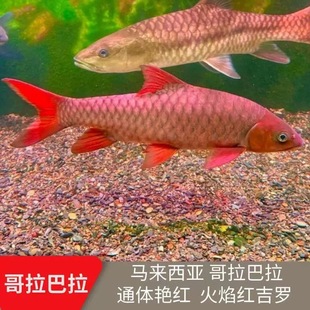 新手入门可养云南保山异口蓝吉罗国结哥拉红吉罗金吉罗耐寒好养活