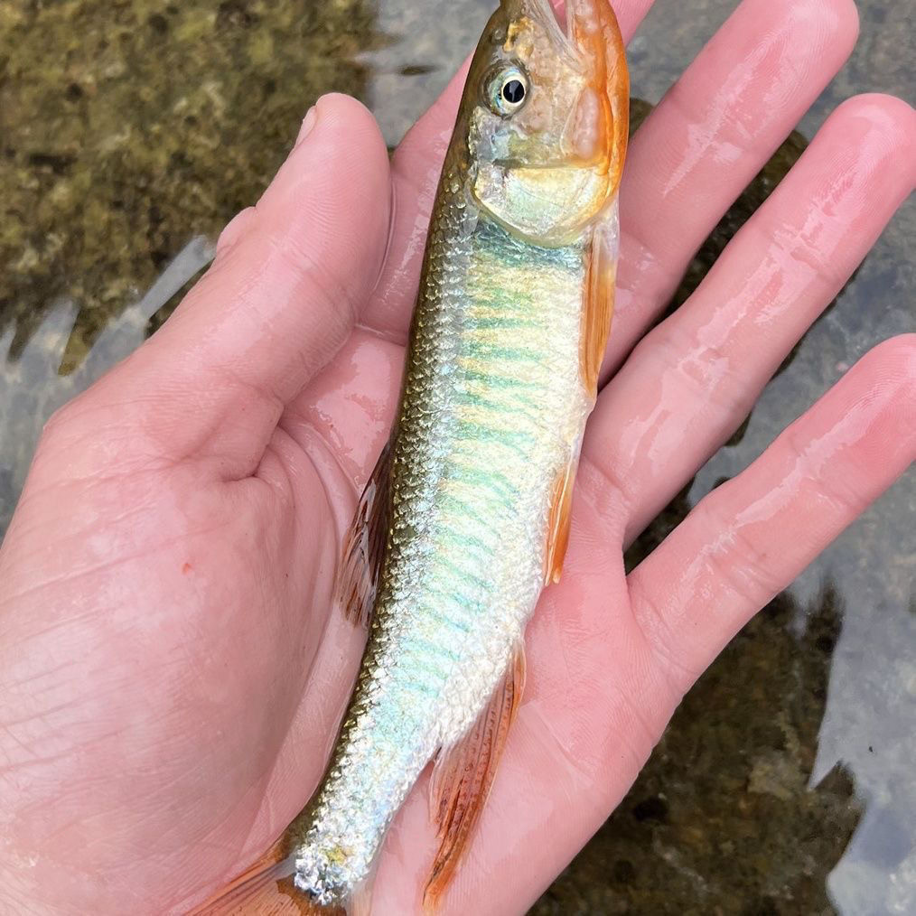 正宗马口鱼苗原生鱼食用