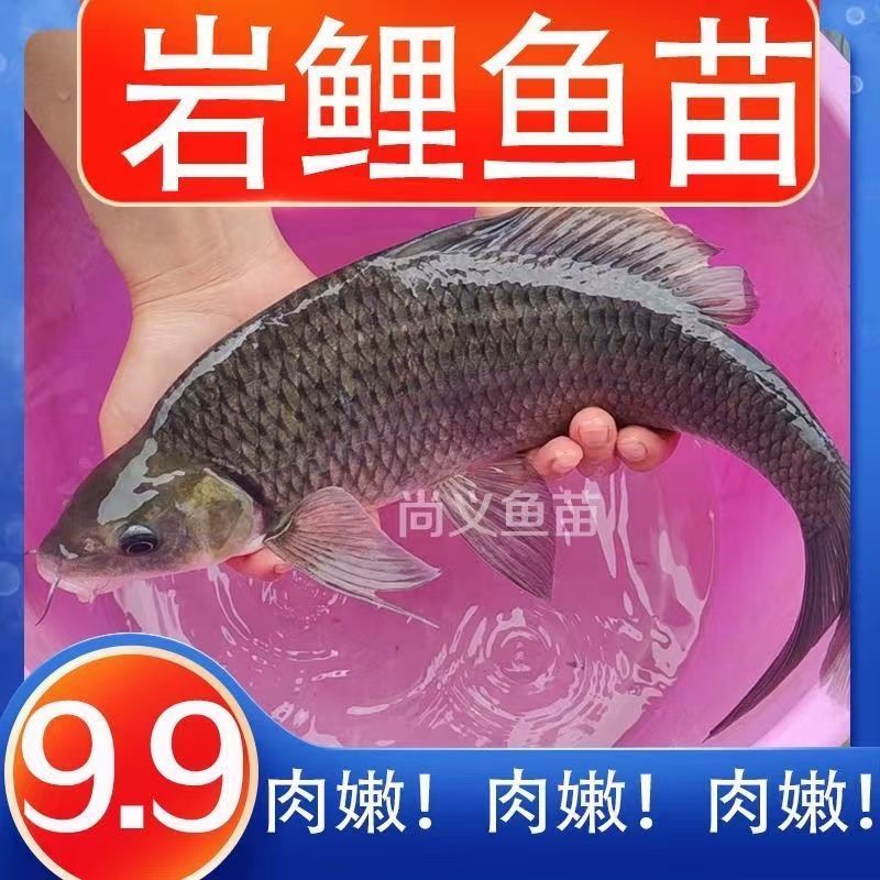 岩鲤岩鱼苗原鲤黑鲤鱼墨鲤水子原生鱼高档食用观赏淡水活体包活