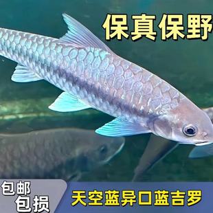 蓝吉罗异口新光唇保山蓝吉罗史氏原生大型冷水观赏稀有风水鱼异口