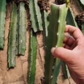 红心火龙果苗盆栽苗 进口蟹爪兰 蟹爪兰嫁接砧木